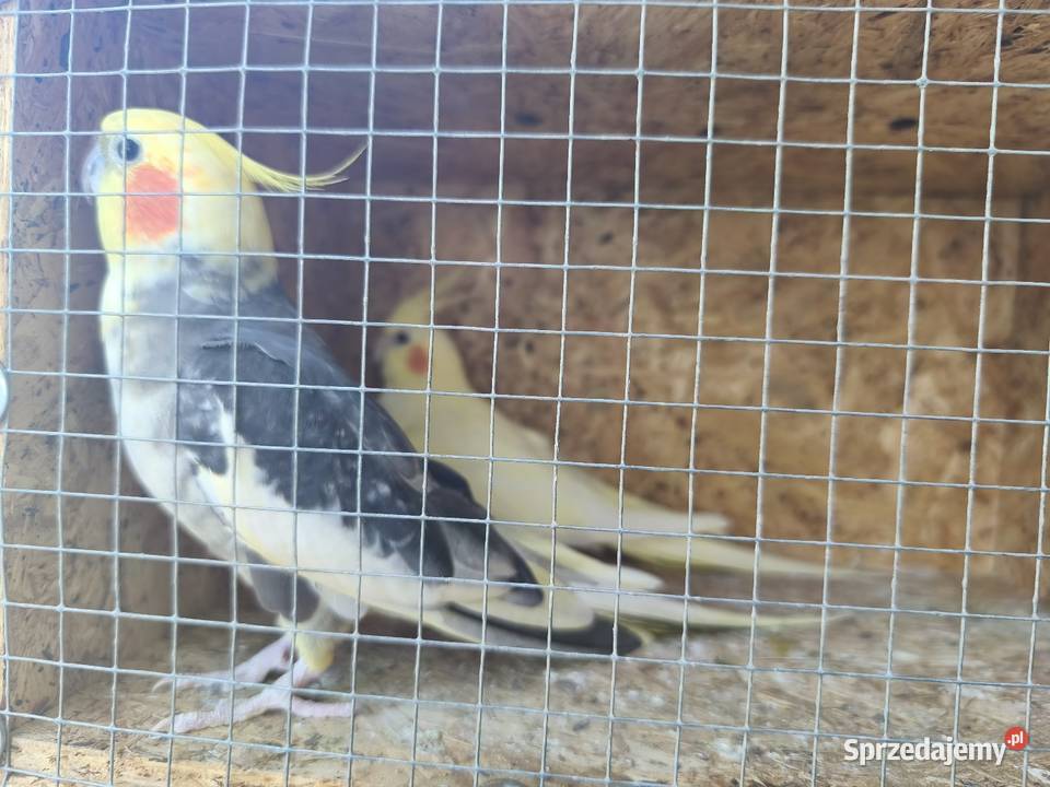 Papugi nimfy Panienka sprzedam