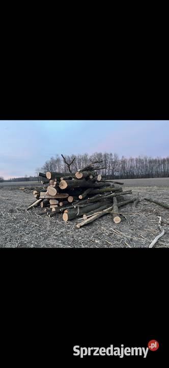 Sprzedam drewno dębowe odbiór własny z lasu Pułtusk