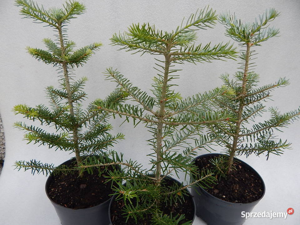 Jodła Koreańska sadzonki 25 do 40 fioletowe Tarnów sprzedam
