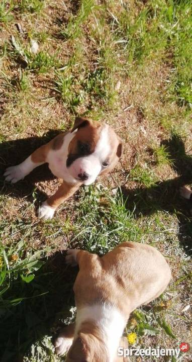 Szczeniaki warmińsko-mazurskie