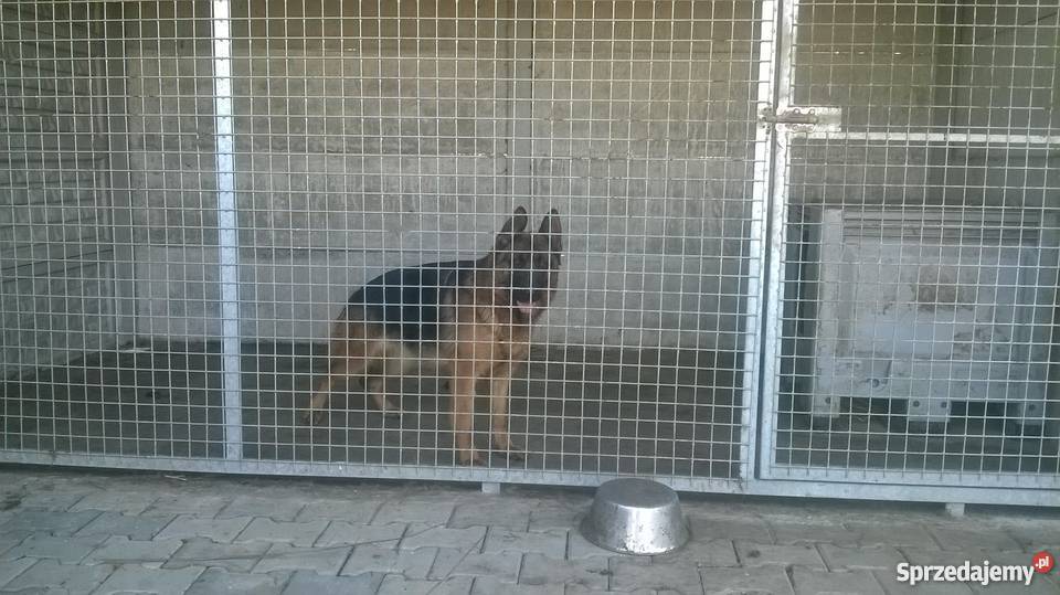 Owczarek niemiecki hodowla WanHen Skoki