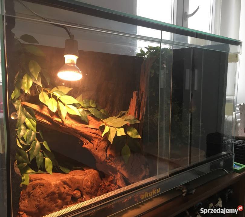 Wąż zbożowy Gady i płazy Poznań