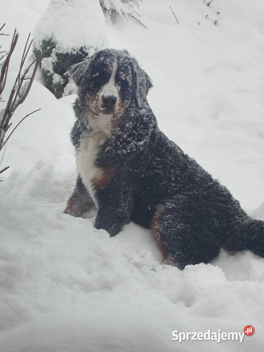 Berneński pies pasterski suczka fci Mszana Dolna