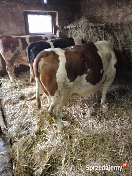 Sprzedam krowy świętokrzyskie Jędrzejów sprzedam