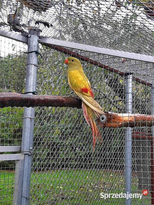 Papugi górskie berg żółty pastel Skała