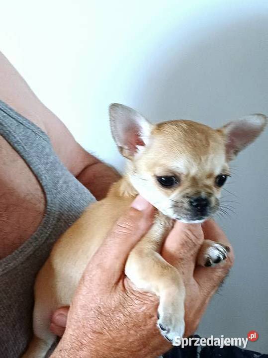 Chihuahua XSS Przepiękna Beżowa Chihuahua Zgierz