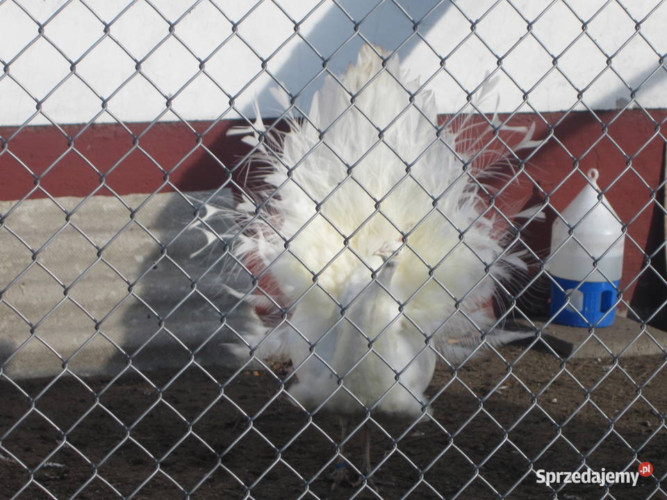 paw bialy 2018 Ptaki Rybno