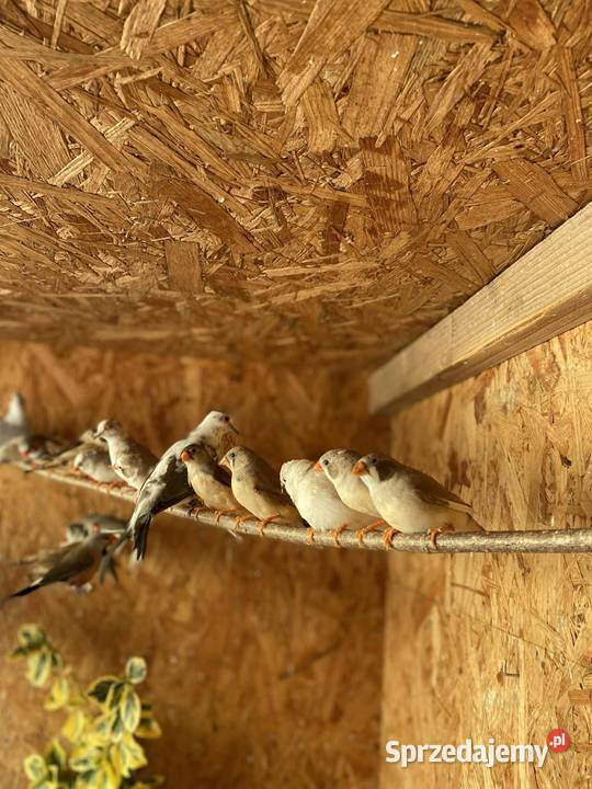 Sprzedam zeberki Mechlin sprzedam