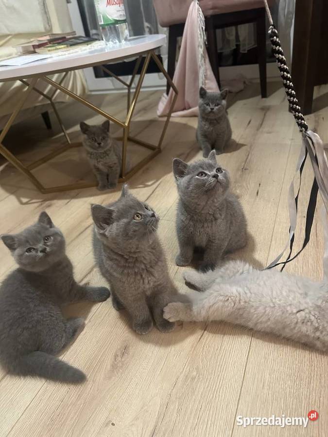 Kotki Brytyjskie Niebieskie Legionowo sprzedam