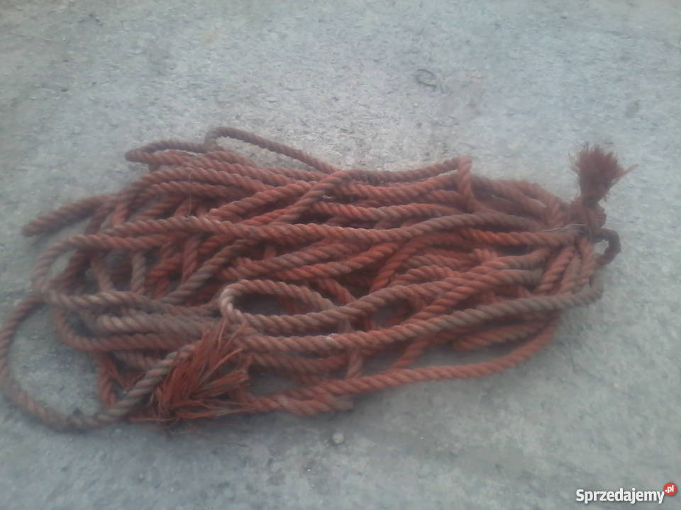 Lina cumownicza Kraków