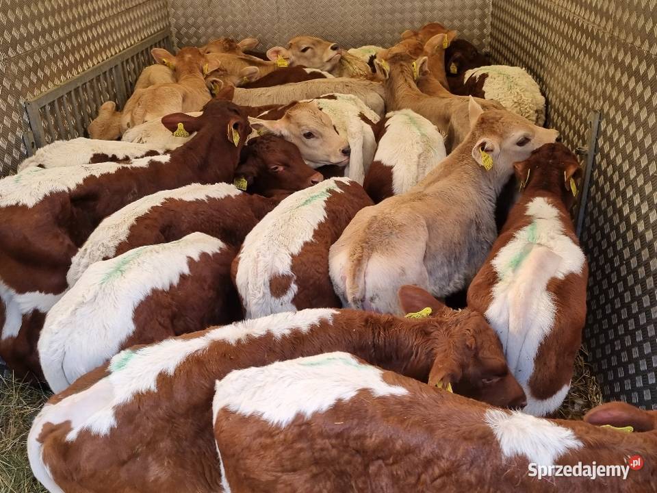 Sprzedaż cieląt mięsnych I mieszańcy waga 70 do wielkopolskie Nowy Tomyśl