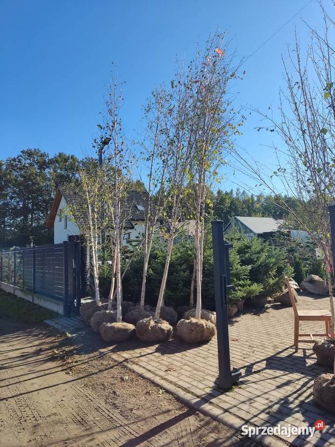 Brzoza pożyteczna doorenbos szkółka najbielsza Ustroń