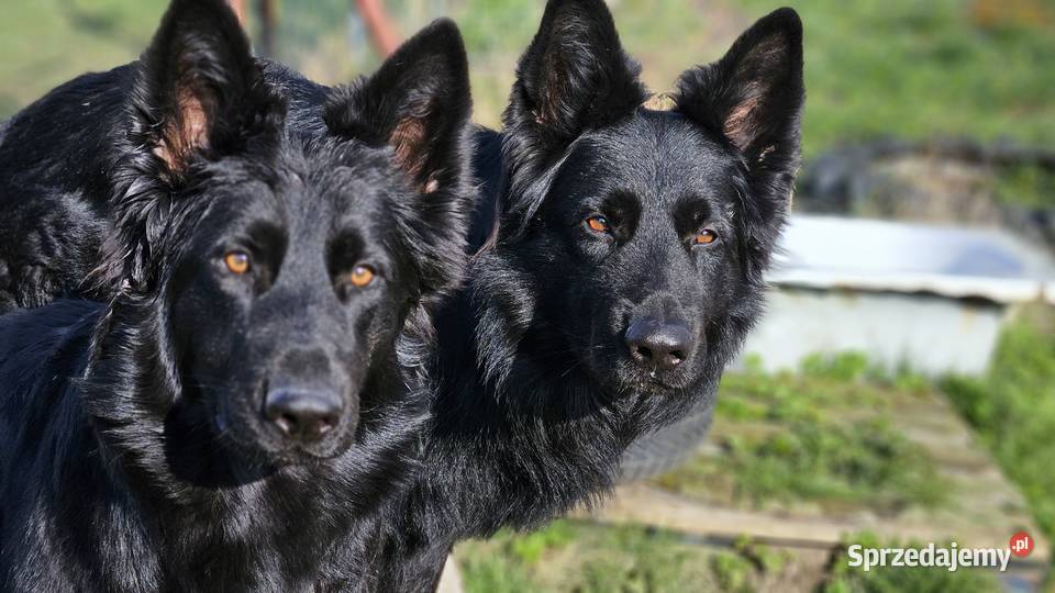 Owczarki Staroniemieckie czarne szczeniaczki lubelskie