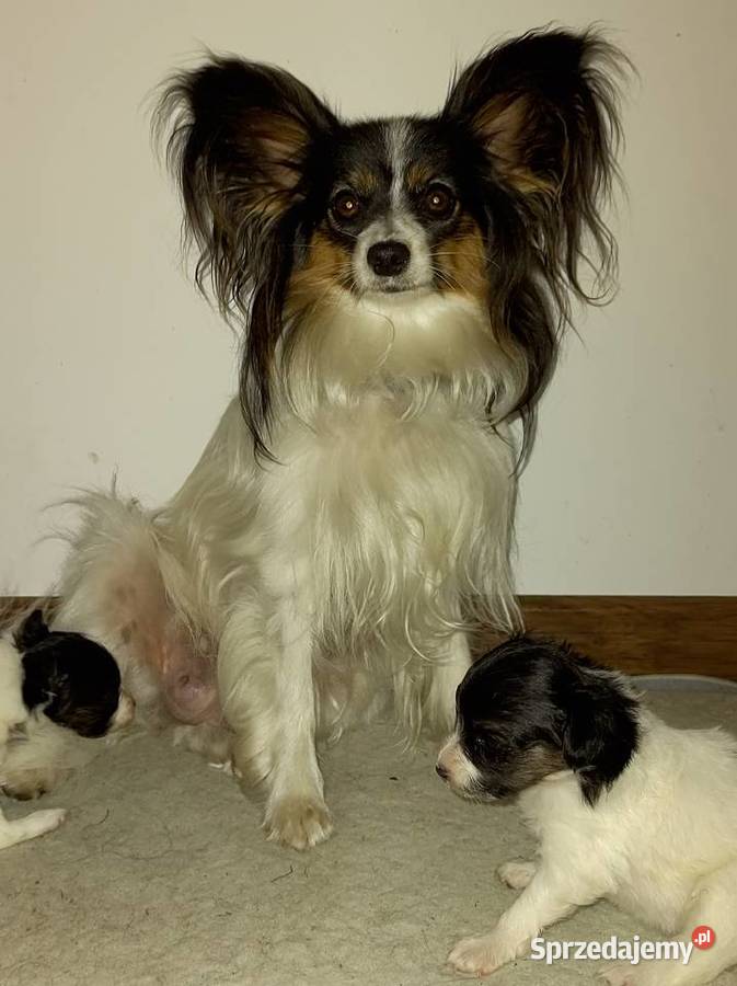 Miniaturowy Spaniel Kontynentalny Papillon Sawin