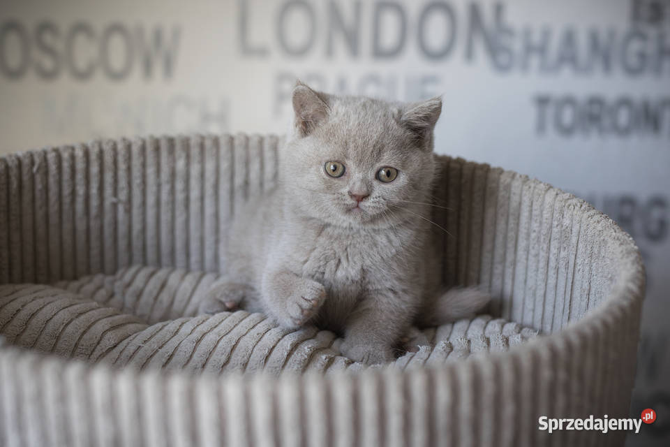 Brytyjski Krótkowłosy Krótkowłosa Płowa Tęczowy Brytyjski Kaźmierz