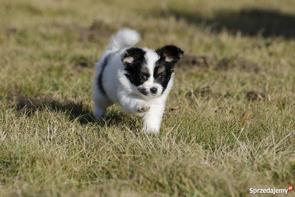 Szczeniaki Papillon trikolor mazowieckie Grójec sprzedam