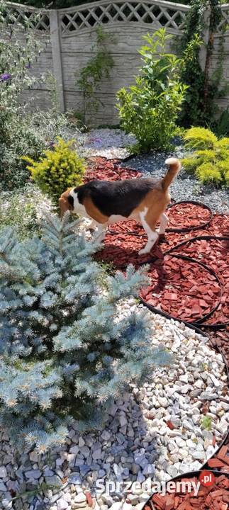 Beagle dorosły piesek sprzedam