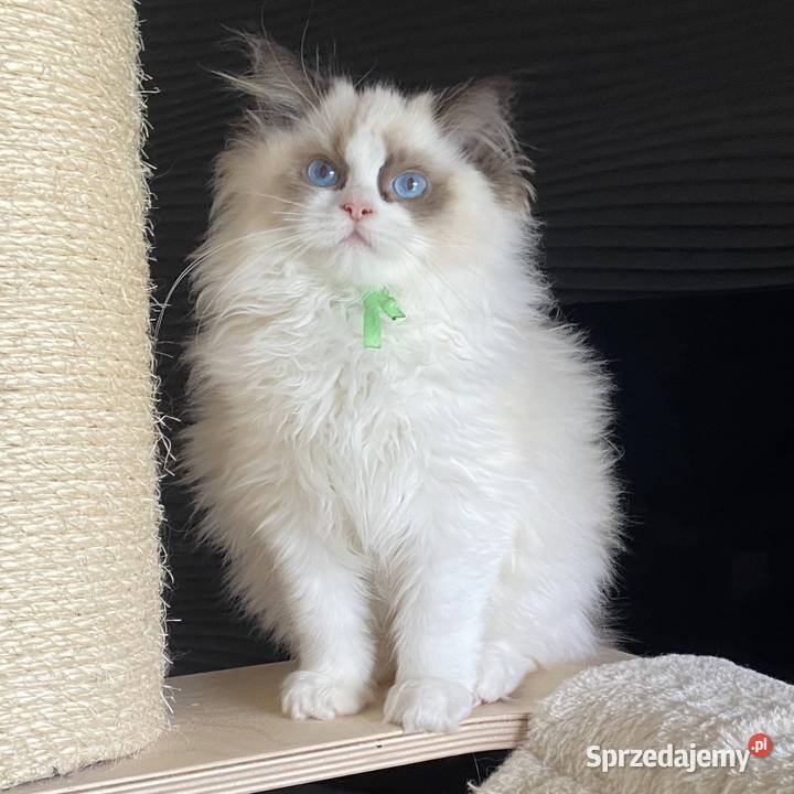 Kocurek Ragdoll rodowód FIFE Szczecin