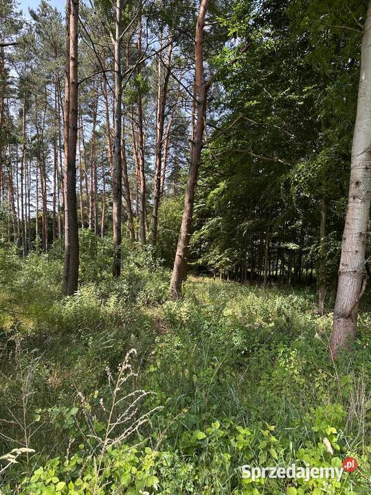 Działka z pięknym drzewostanem Sprzedaż Trzebule