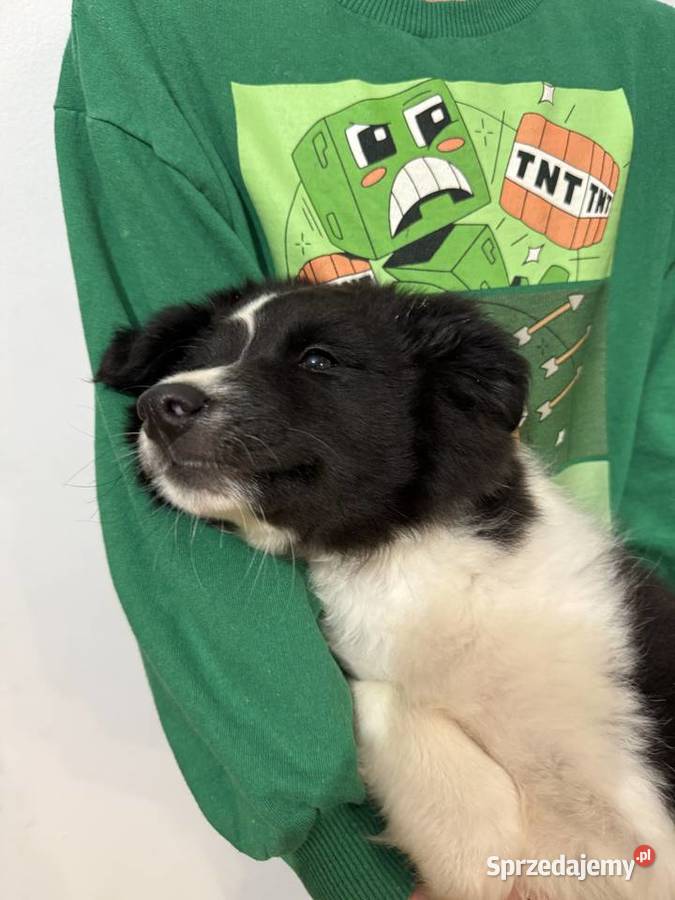 Szczenięta border collie Pozostałe Biała Góra sprzedam