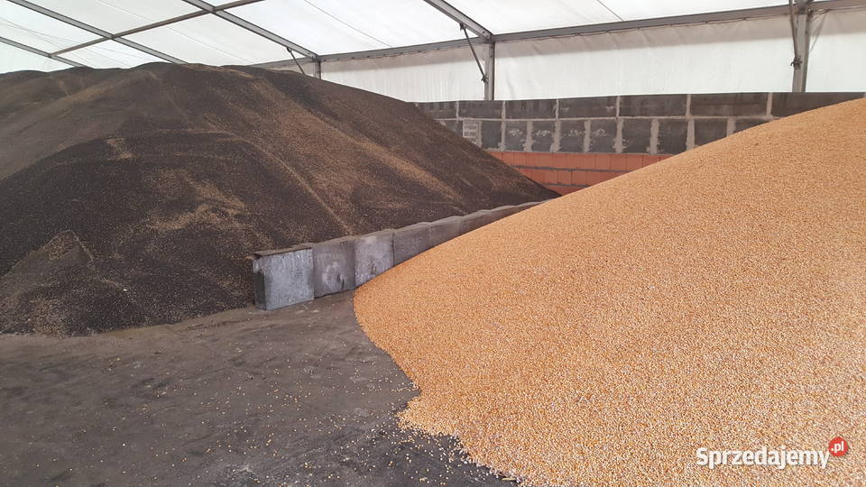 gryka w workach 25 big bag luzem opolskie Ligota Turawska