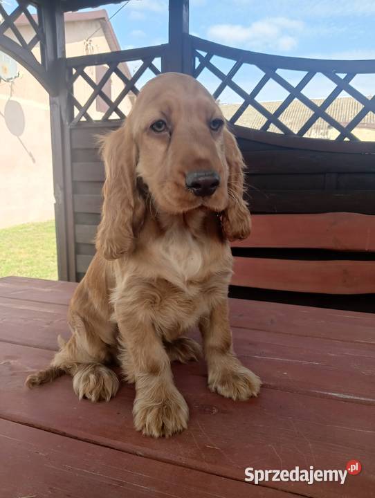 Sprzedam Cocker spaniel angielski Bytoń
