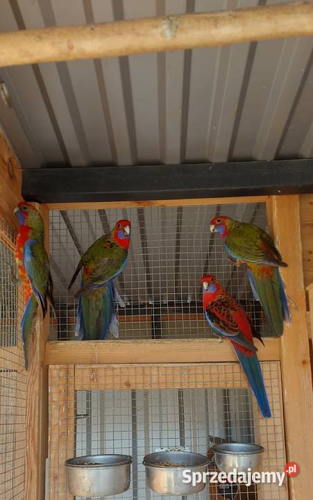 sprzedam rozelle królewskie Międzybórz