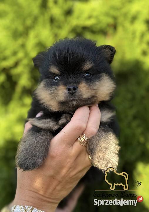 Szpic miniaturowy Pomeranian chłopiec blacktan Konarzewo