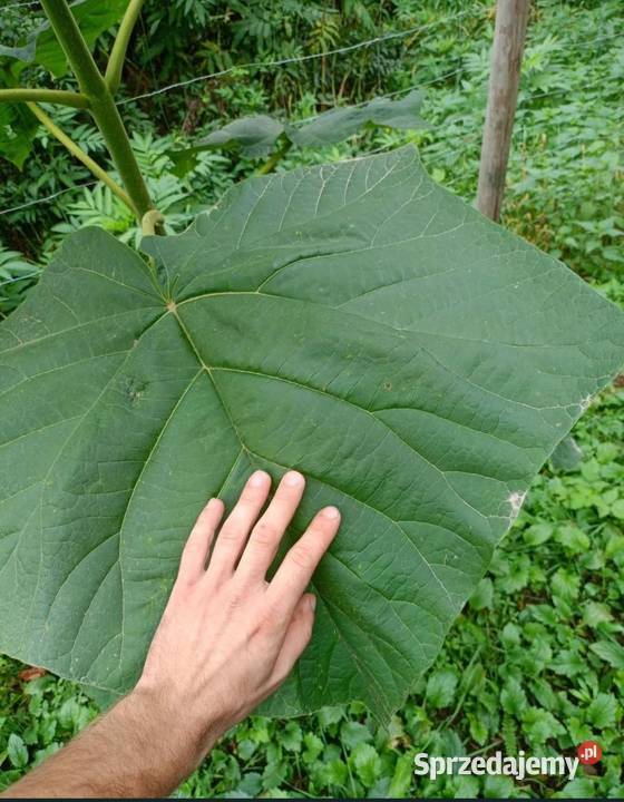 Sadzonki drzew tlenowych paulownia Rośliny Tomaszów Lubelski sprzedam
