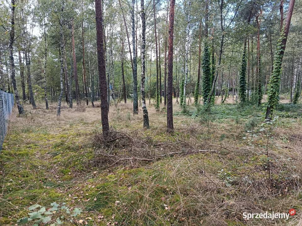 Sprzedam las Bartoszylas gm Stara Kiszewa 25zł/m2 Elbląg