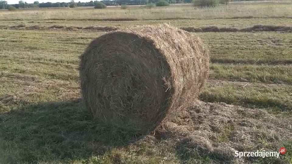 Siano 130x120 pierwszy pokos łódzkie Opoczno