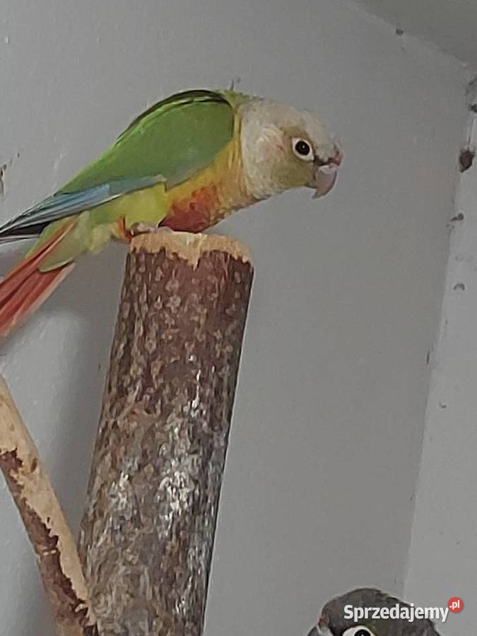 Rudosterka Pinaple samica wielkopolskie Pępowo