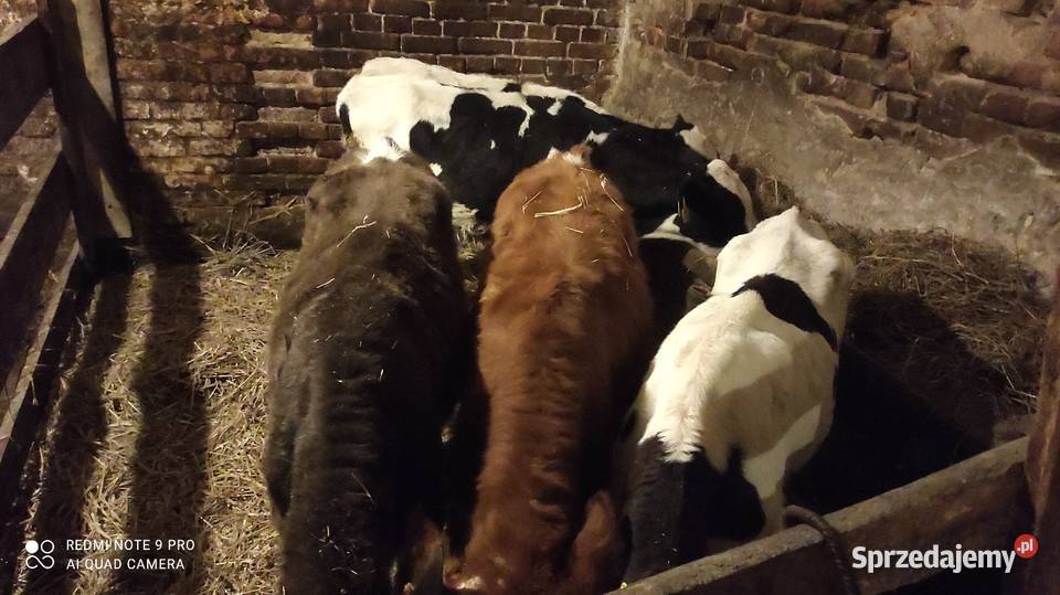 Sprzedam byczki i jałówki zarłaki Bydło Wawrowice
