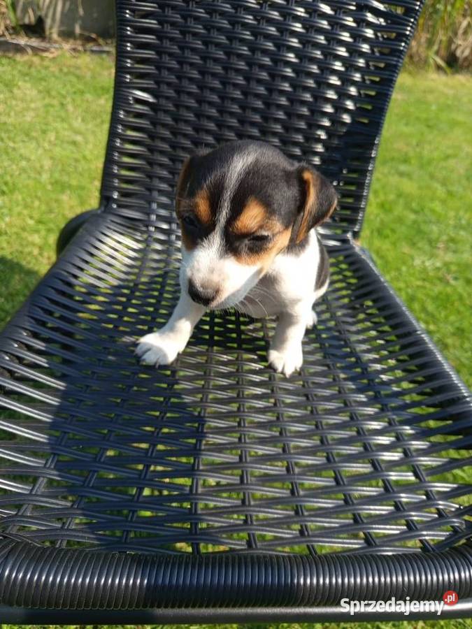 Jack Russell Terrier Kamieńskie Młyny