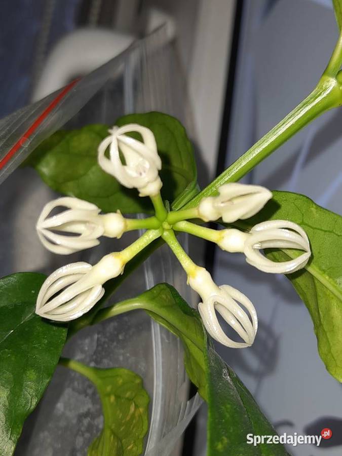 Hoya decipulae mazowieckie Warszawa