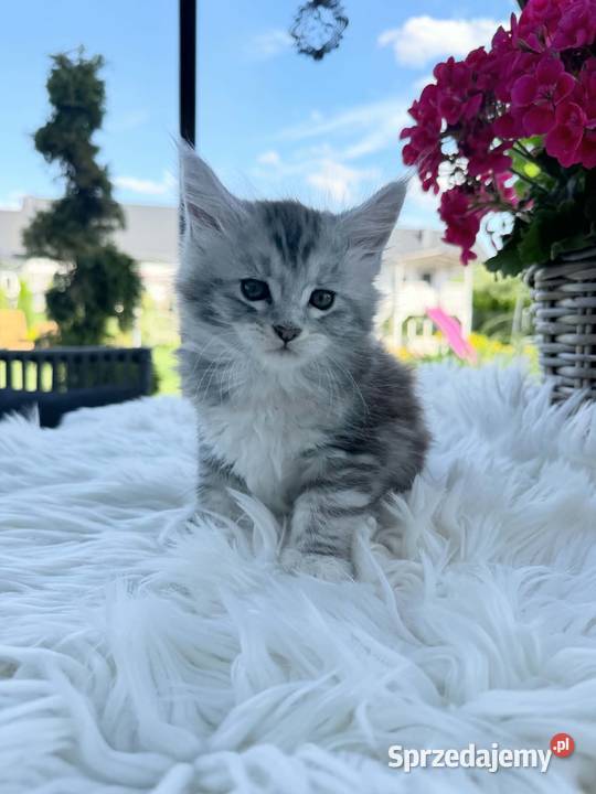 Apollo kocurek Maine Coon Nowa Wieś Lęborska