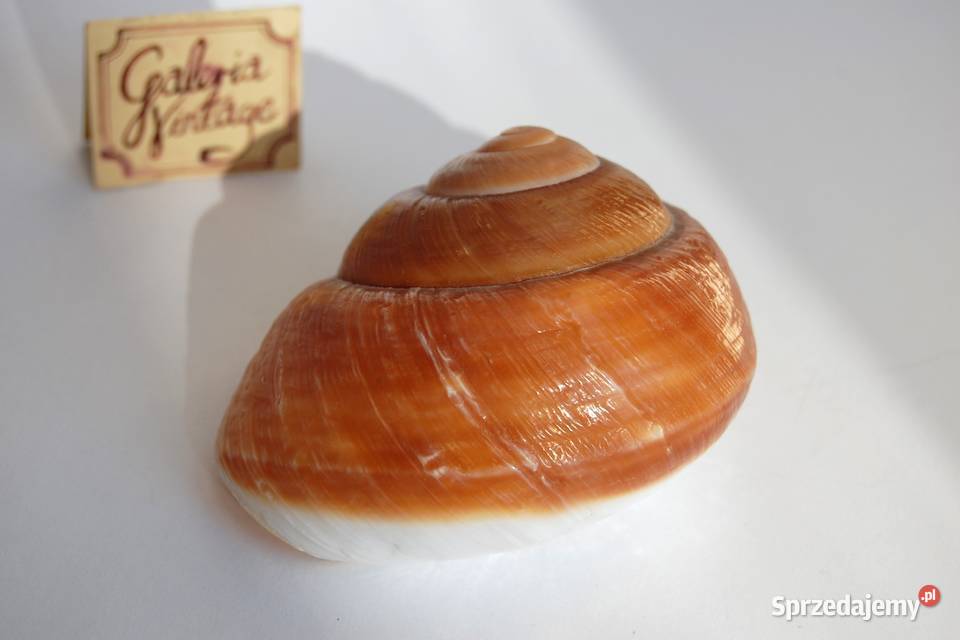 Muszla morska brązowa Ensaymada Filipiny 85 Lublin