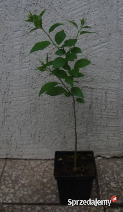 ŻÓŁTNICA POMARAŃCZOWA sadzonki w doniczkach Ustronie