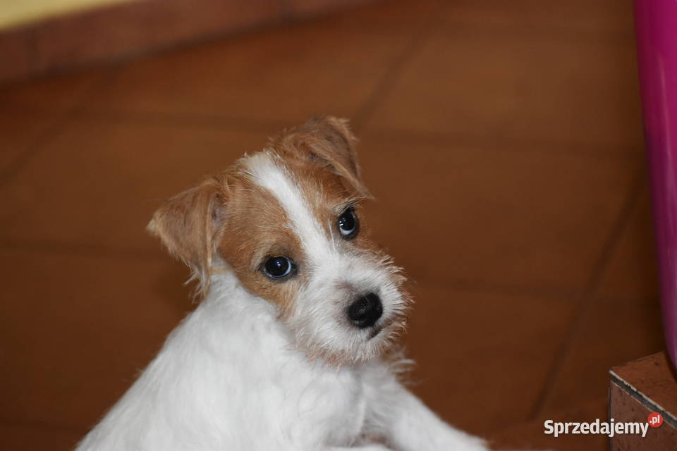 Piękne szczenięta Parson Russell Terrier rodziny Zwierzęta dolnośląskie
