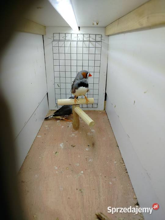 Zeberki samce dorosłe i młode Jarosław