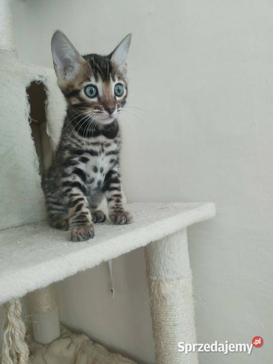 Koty Bengalskie kot bengalski miot C FPL Felis Iskrzynia