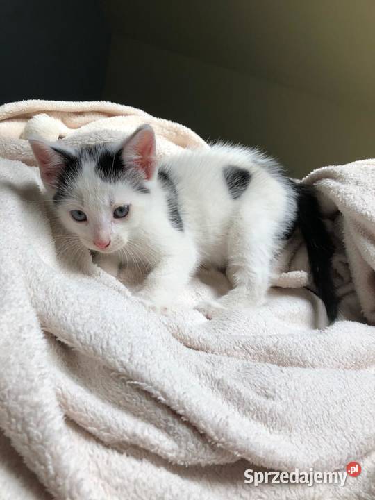 Śliczny mały kotek