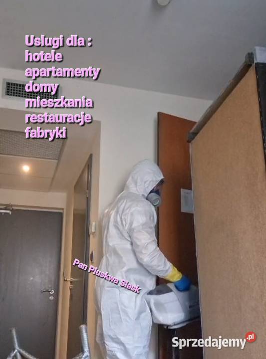 Pluskwa domowa zwalczanie pluskiew odpluskwianie Katowice