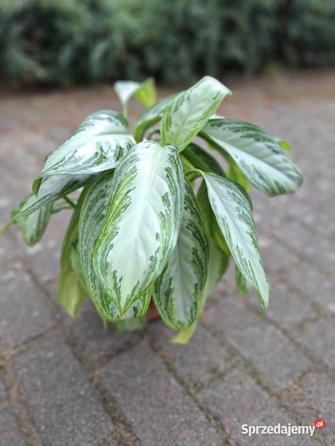 Aglaonema Silver Bay Szczecin sprzedam