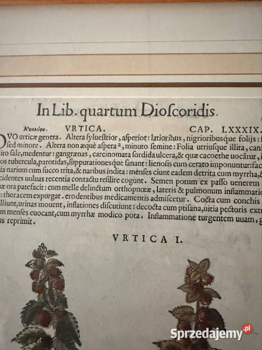 Antyczny Miedzioryt 1563 Rycina Botaniczna Czerwionka-Leszczyny