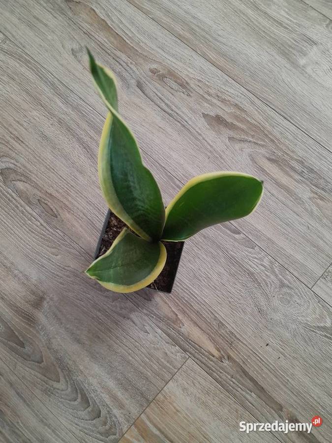 Sansewieria gwinejska Języki teściowej małopolskie Wieliczka