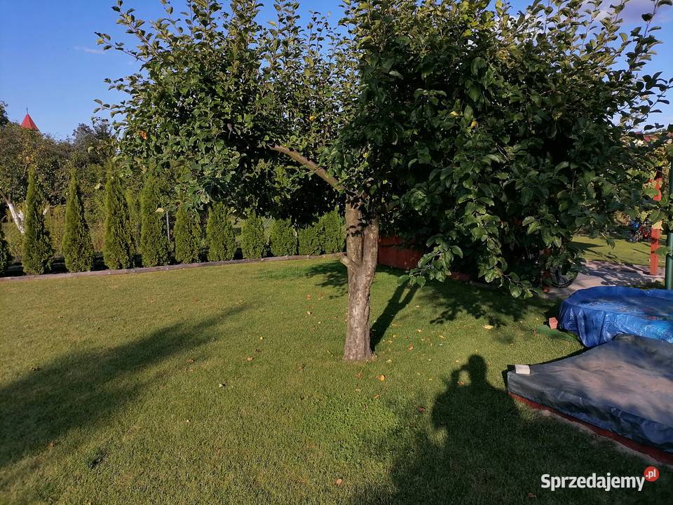 Działka ROD Fiołek sprzedam