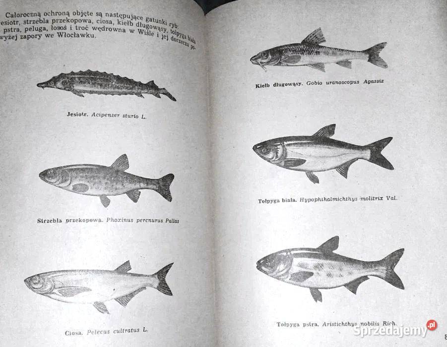 Vademecum wędkarza Z Chojnacki P Głowacki Chełm