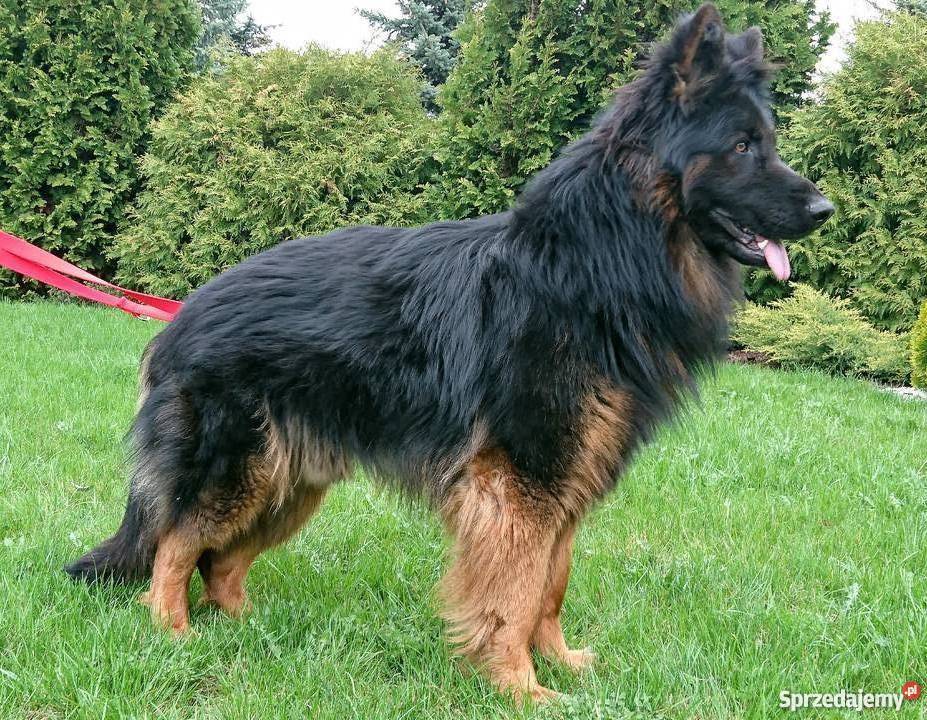 Owczarek niemiecki szczenięta długowłose kujawsko-pomorskie Milżyn