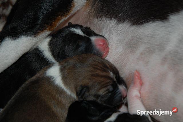 basenji szczenięta Gdańsk